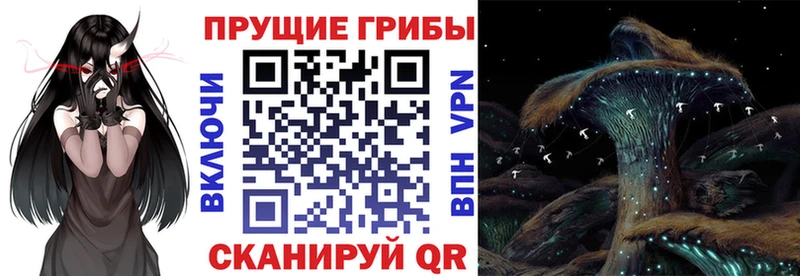 Псилоцибиновые грибы Psilocybe  купить   Новоуральск 